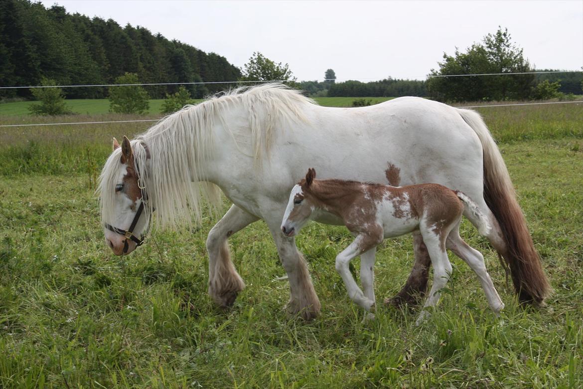 Irish Cob Bella Donna billede 8