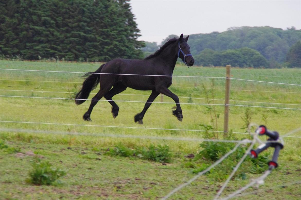 Frieser Ebony Jacoba - Hjemvendt fra Roskilde Dyreskue billede 10