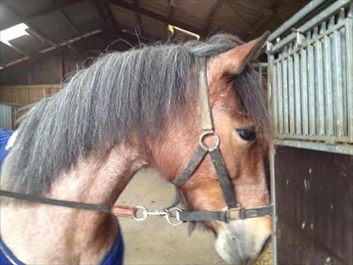 Anden særlig race Manou  *Klubmester spring 2012* billede 8