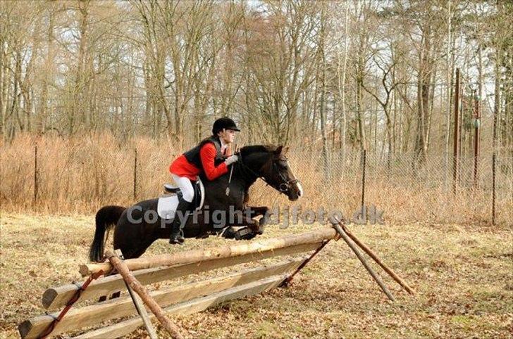 DSP Red Lady -  tidl. pony R.I.P :'( - Til jagt på den dejlige pony!! <3 vi fuldførte og havde en super runde!
Savner det!!! billede 20