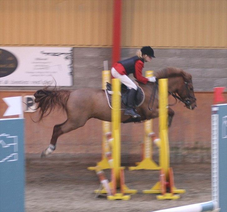 Anden særlig race Lise (DK) | Tidl. lånehest | R.I.P. billede 4