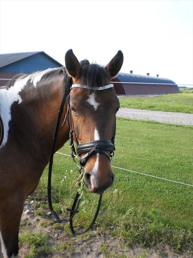 Pinto Gizmo - du er min og det vil du altid være hvad en der sker er du lyset jeg går efter 1 billed siger mere en 100 ord og det har du bevist jeg elsker dig min dreng :) billede 19