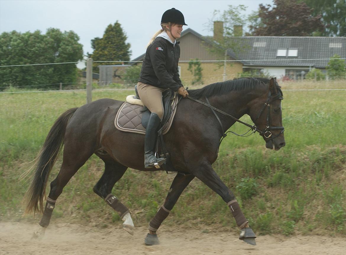 Dansk Varmblod Dorina Mosebo DH - Ingen slinger i valsen! - Juni 2012 billede 13