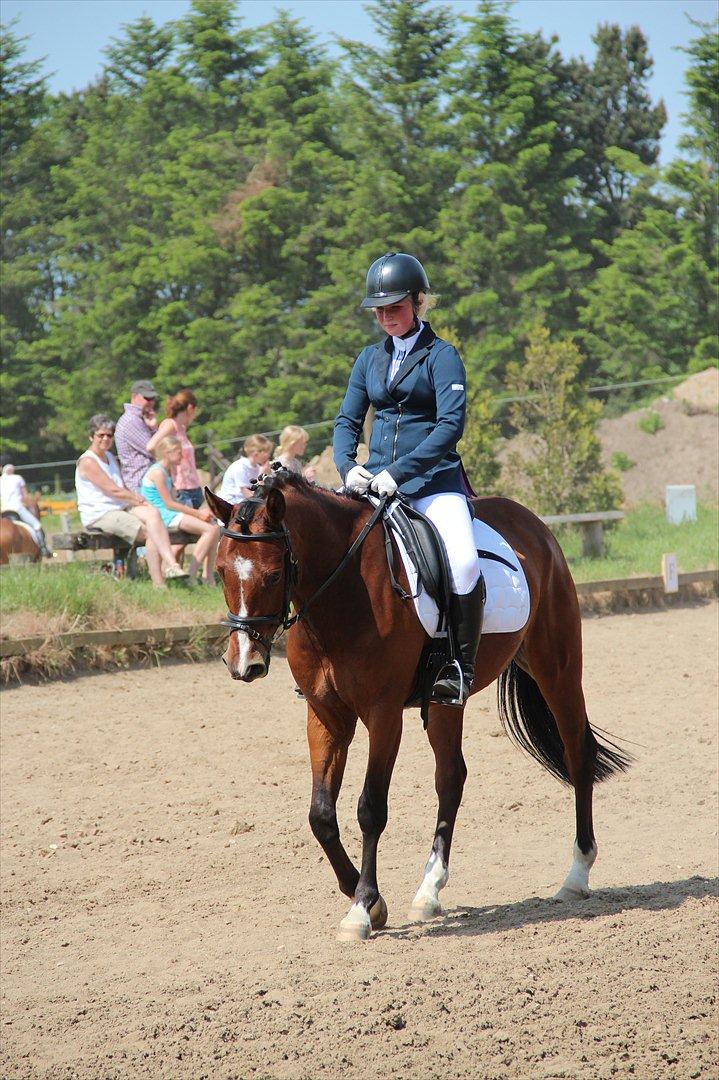 Anden særlig race Stormarksgaards Speedy - Vores første dressur stævne. billede 11