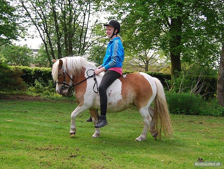 Pinto Frida billede 3