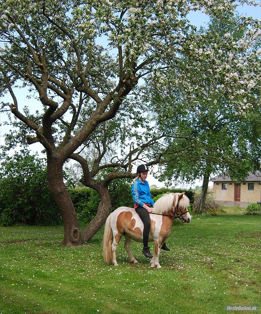 Pinto Frida billede 4