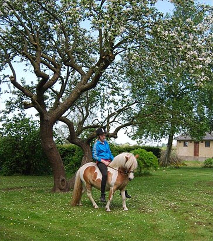 Pinto Frida billede 5