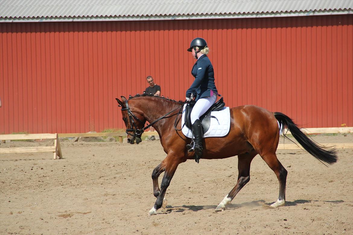 Anden særlig race Stormarksgaards Speedy billede 13