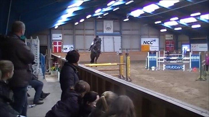 Holstener Carlos "Solgt til USA" - vores første la sammen :-) søde Carlos <3 Vi har en bom på sidste spring, men synes bare han er for sej <3 LA2 120cm billede 13