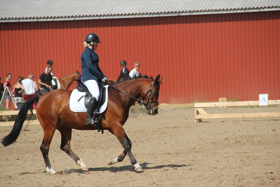 Anden særlig race Stormarksgaards Speedy billede 15