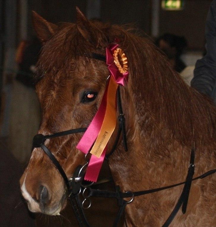 Anden særlig race Lise (DK) | Tidl. lånehest | R.I.P. billede 3