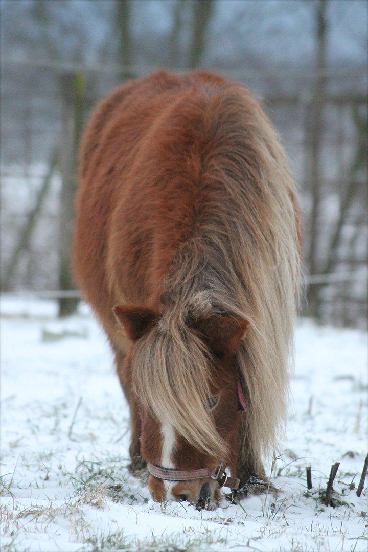 Anden særlig race Bella *SØSTERS* - 27. jan 2012 billede 1