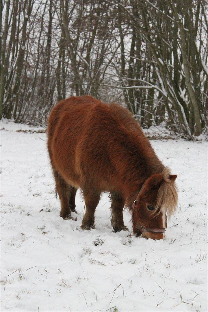 Anden særlig race Bella *SØSTERS* billede 2