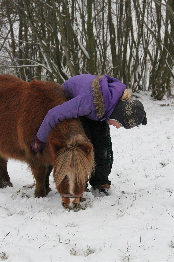 Anden særlig race Bella *SØSTERS* billede 3