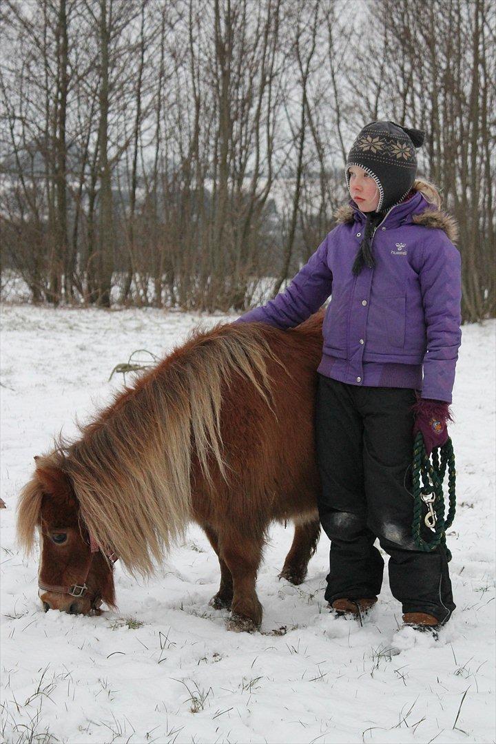 Anden særlig race Bella *SØSTERS* billede 4