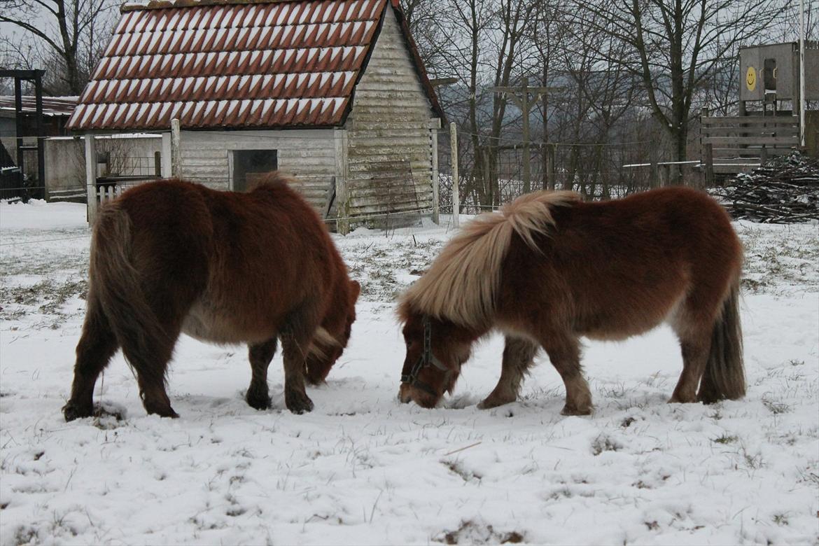 Anden særlig race Bella *SØSTERS* billede 5