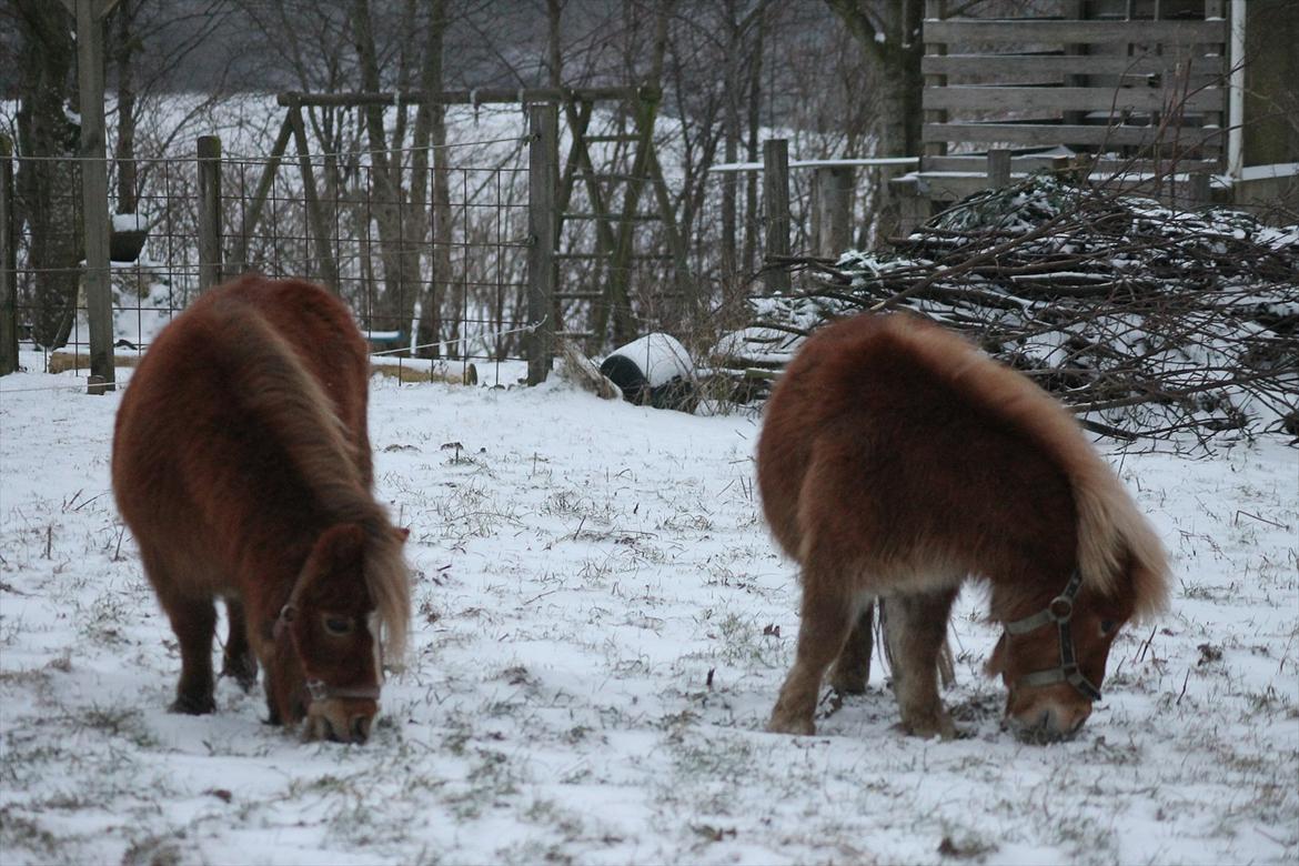 Anden særlig race Bella *SØSTERS* billede 6