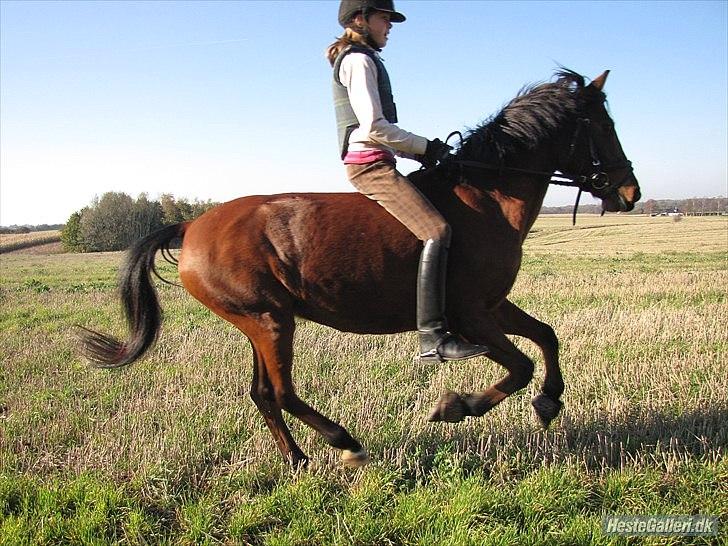 Anden særlig race Clarikken - Fuld galop på stubmark!<3<3 billede 10