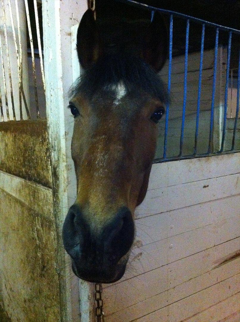 Irsk Sportspony Carlton Flight [Himmelhest] - Oooooorg lille skat! <3 billede 14