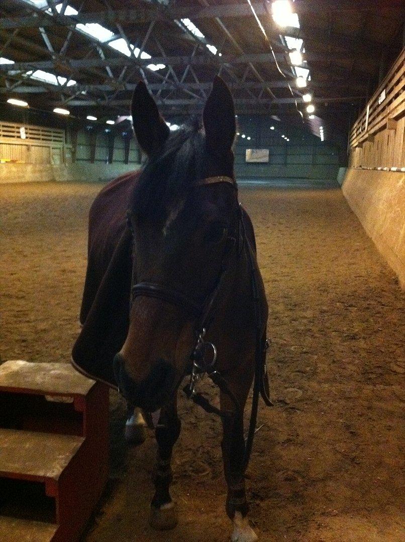 Irsk Sportspony Carlton Flight [Himmelhest] - When life gives you a hundred reason to cry, show life that you have a thousand reason to smile billede 15