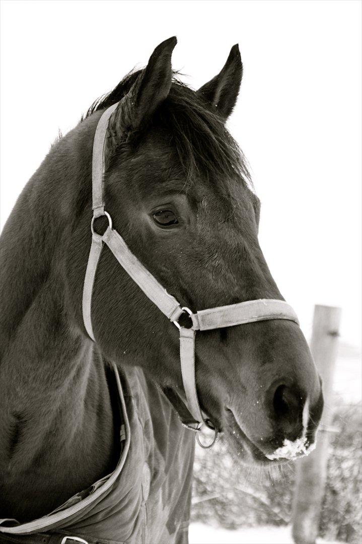 Dansk Varmblod Future Latino (Tino) billede 17