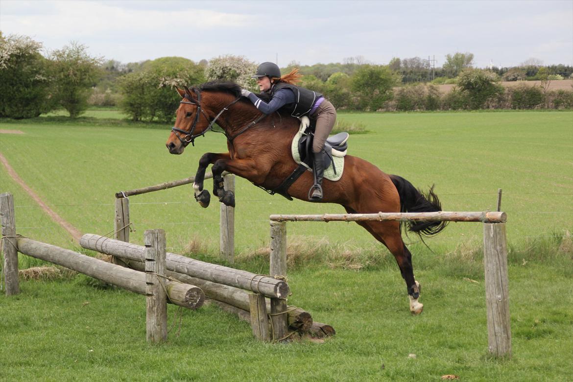 Dansk Varmblod Future Latino (Tino) billede 18