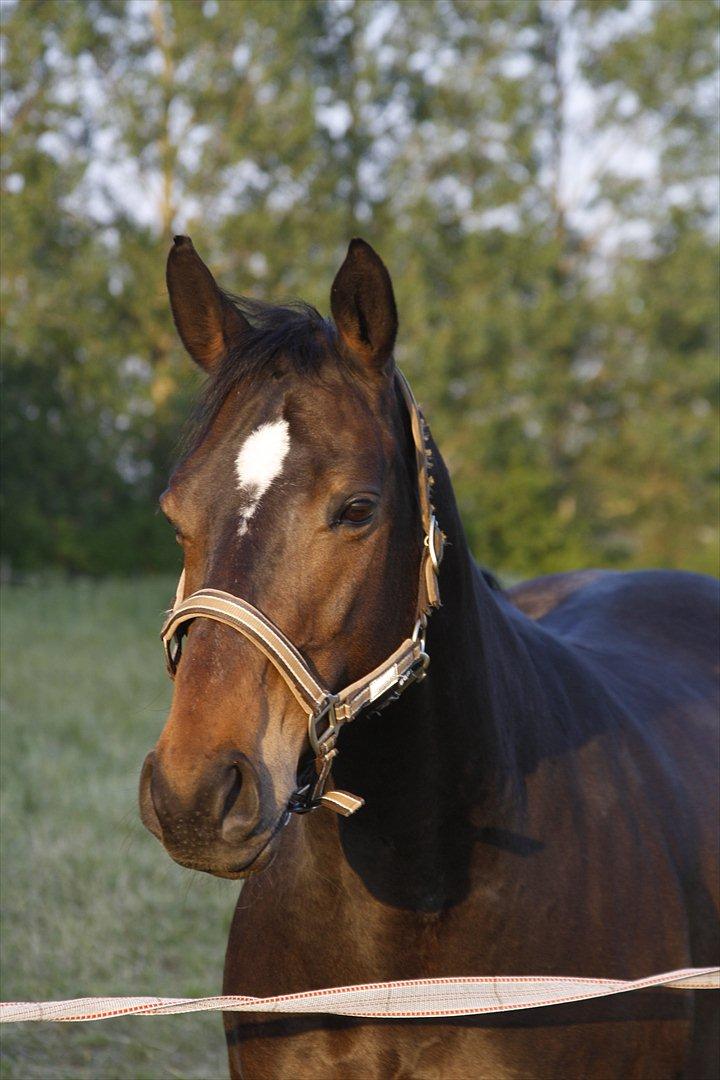 Dansk Varmblod Choko Chanell - Billede 1
foto: LCS-foto.dk
taget 5 dage før aflivningen, min smukke prinsesse <3 billede 1
