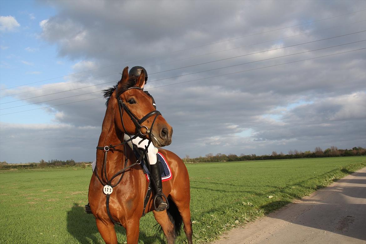 Dansk Varmblod Future Latino (Tino) billede 19