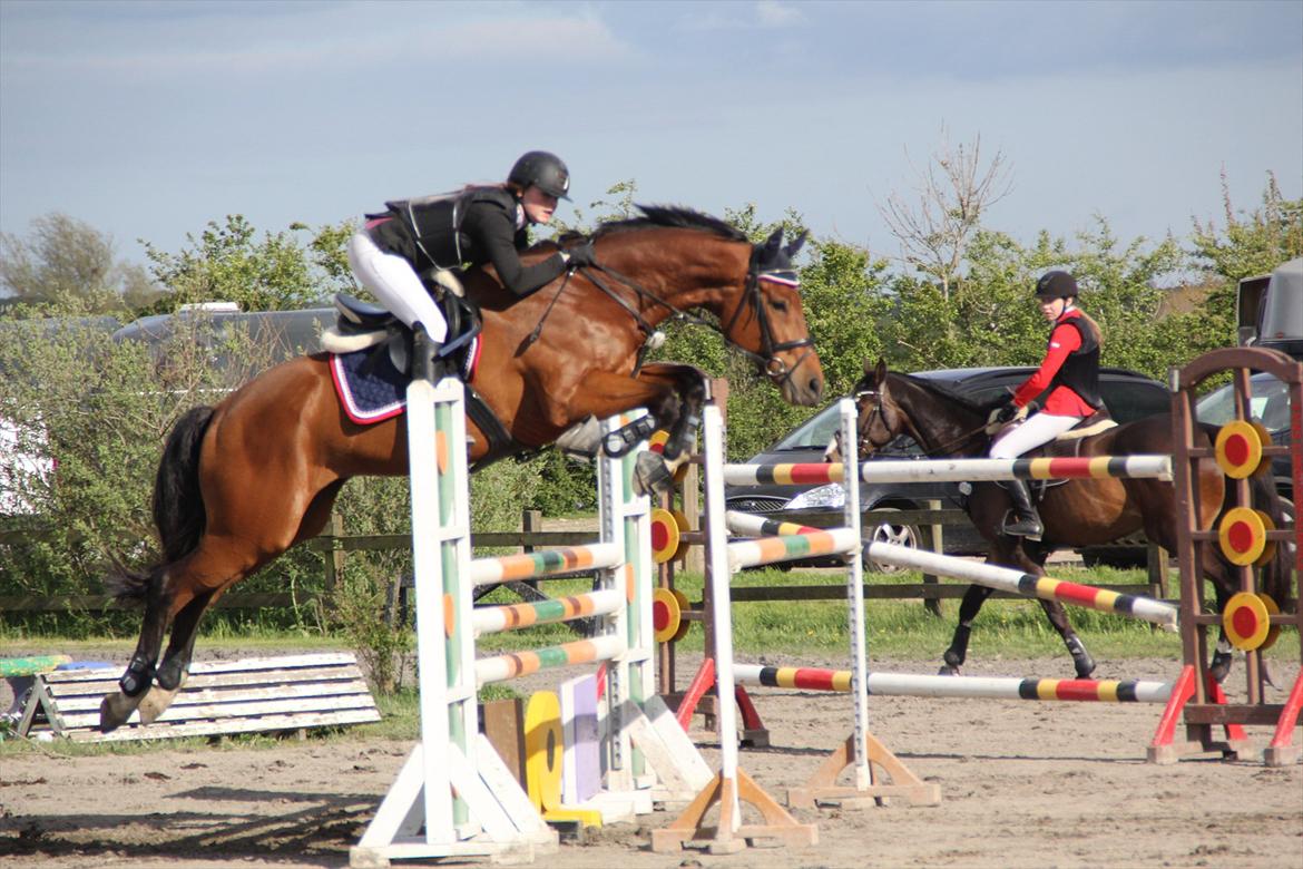 Dansk Varmblod Future Latino (Tino) billede 20