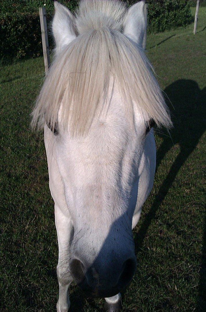 Anden særlig race Østergårdens Rommy billede 14