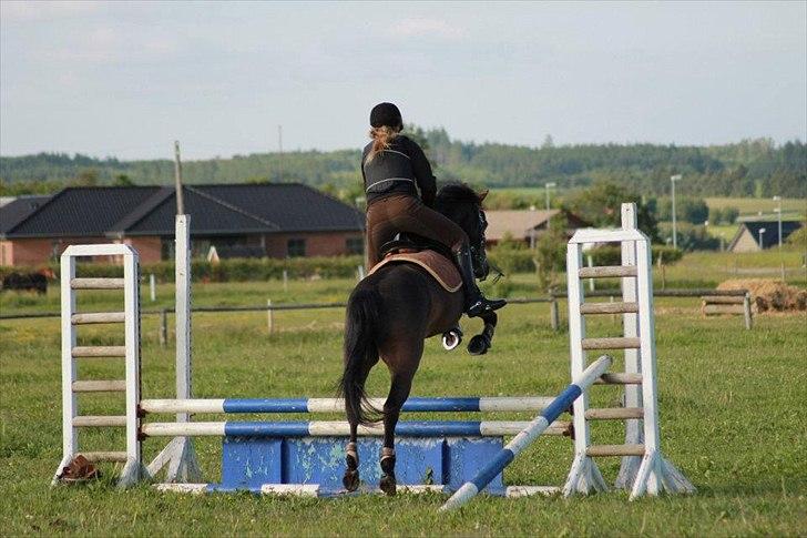 Hollandsk Sportspony Egano. - MMmm lækzz ponyyy <3
Taget af baun photo. billede 13