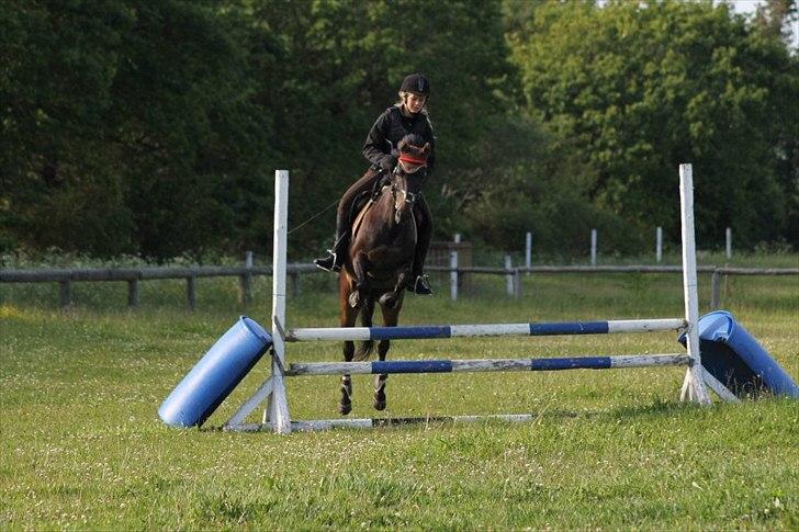 Hollandsk Sportspony Egano. - Ingen over eller under. You are the one and only baby boo <3333333
Taget af baun photo.  billede 14