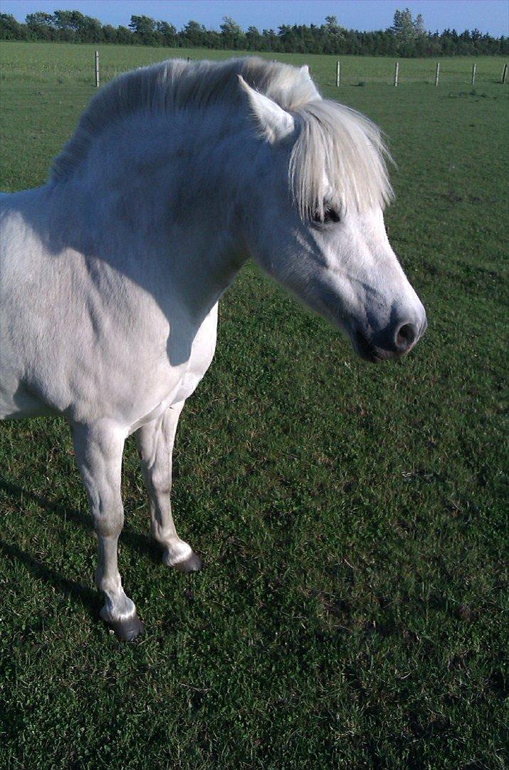Anden særlig race Østergårdens Rommy billede 17