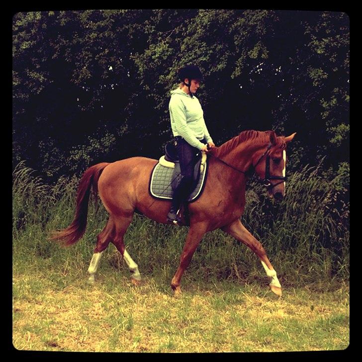 Anden særlig race Charlatan <3 - Min lækre hest, er så stolt af ham! <3 billede 12