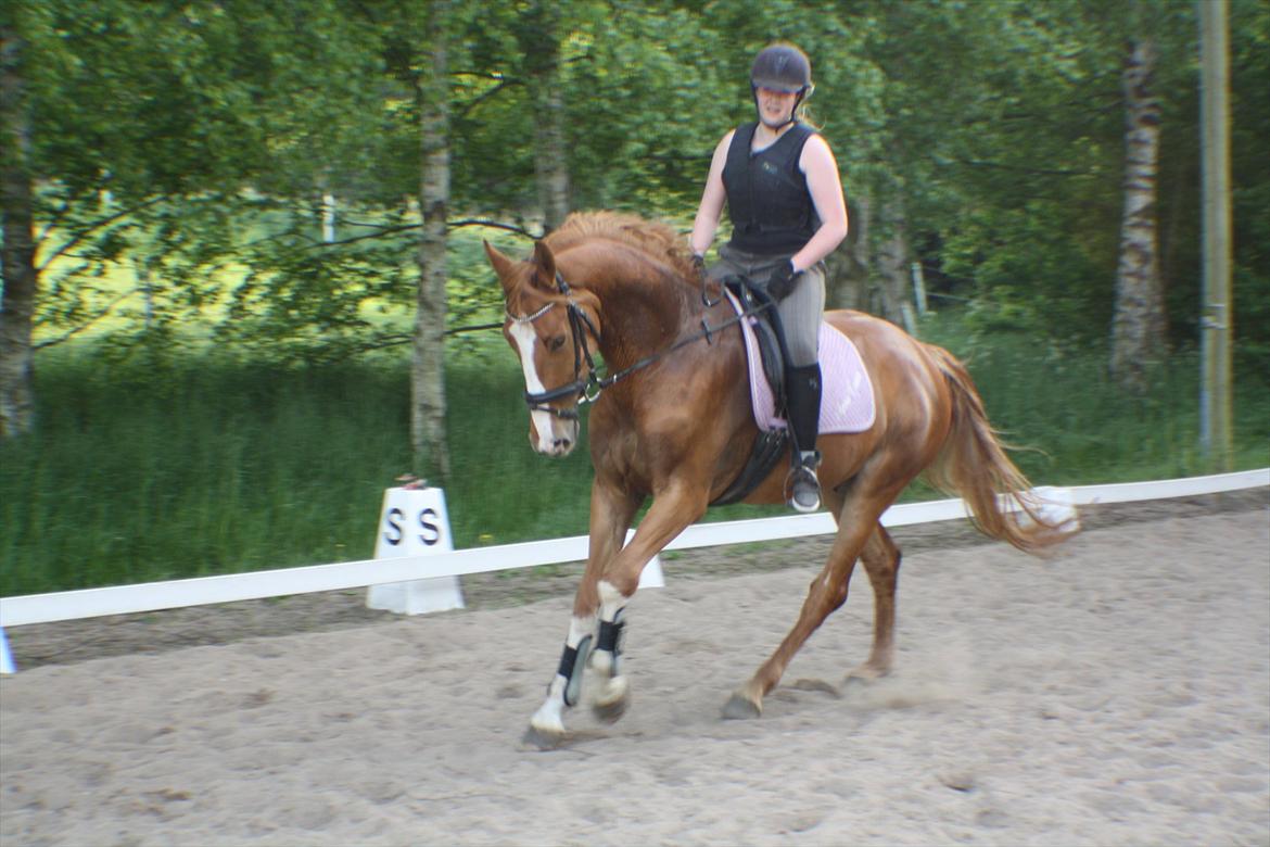 Anden særlig race FoxTrot - Gallop D 21 maj 2012 :D billede 6