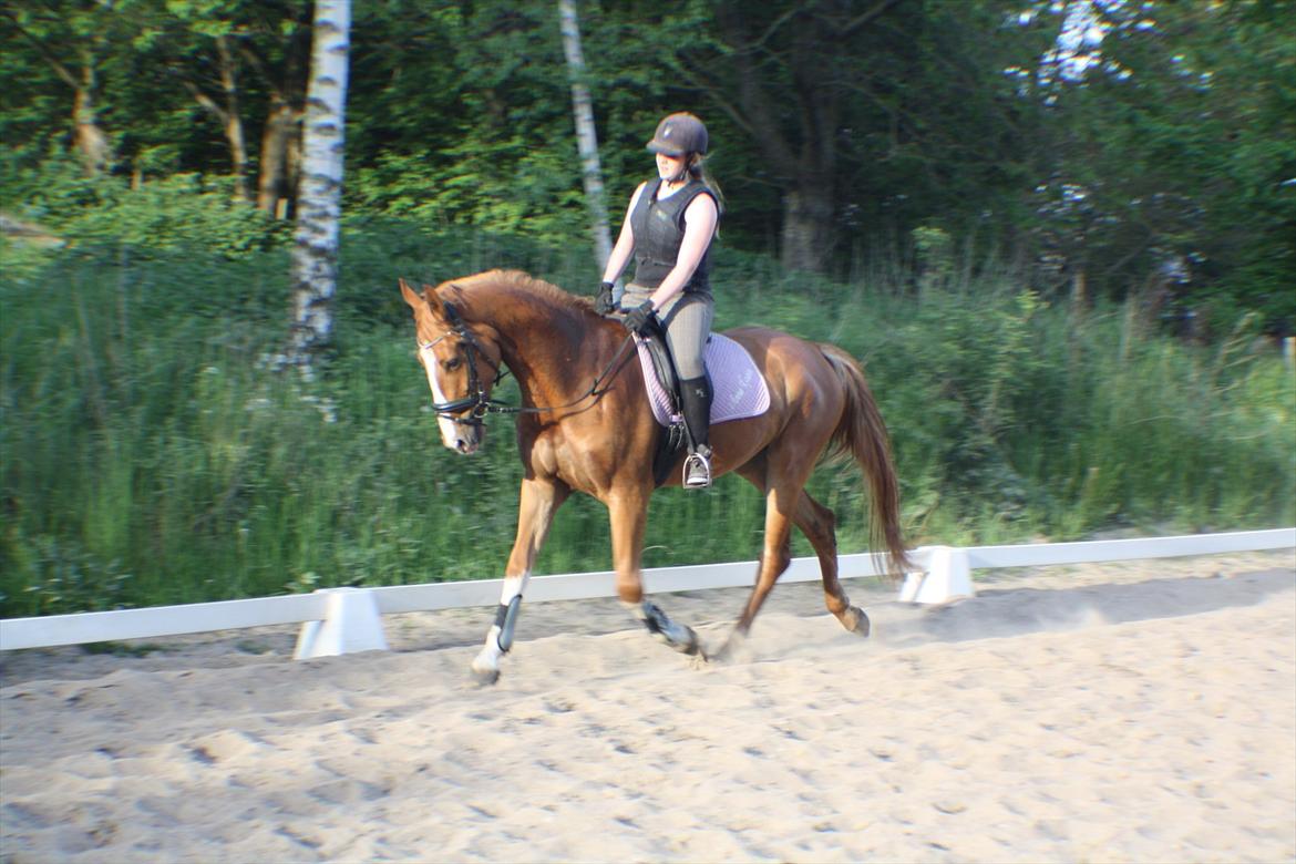 Anden særlig race FoxTrot - Trav D 21. maj 2012 billede 7