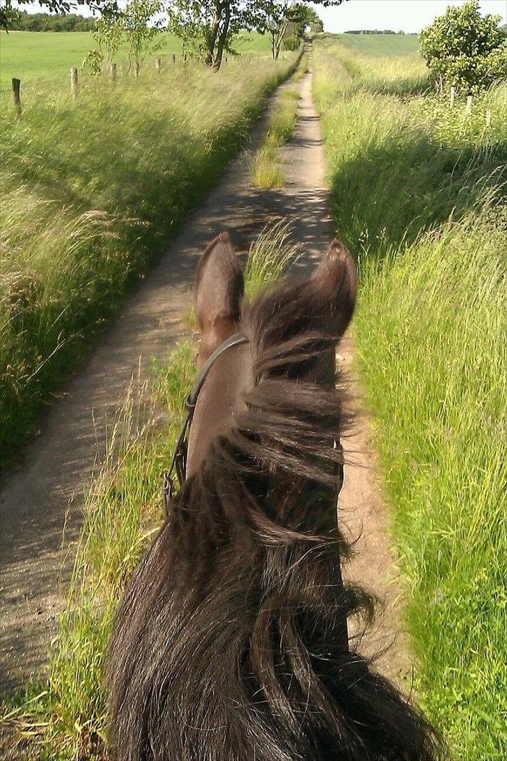 Anden særlig race Lucky - Part R.I.P - På "tur". billede 9