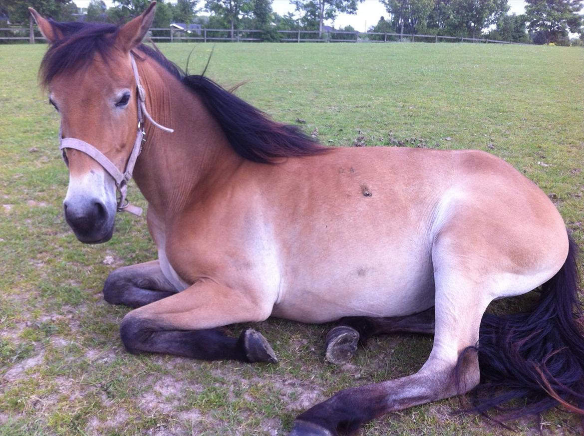 Pinto Araber Java billede 14