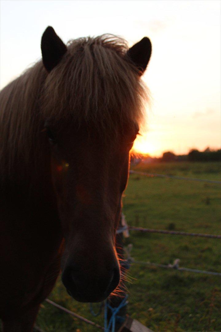 Islænder Fina fra Hjertehøj (Mors hest) - Fina på mark billede 5