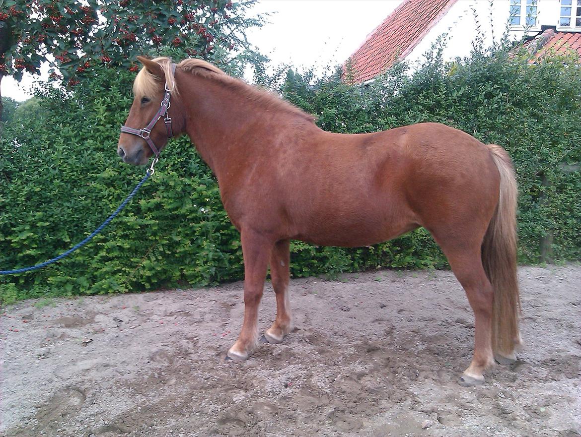 Islænder Fina fra Hjertehøj (Mors hest) billede 7