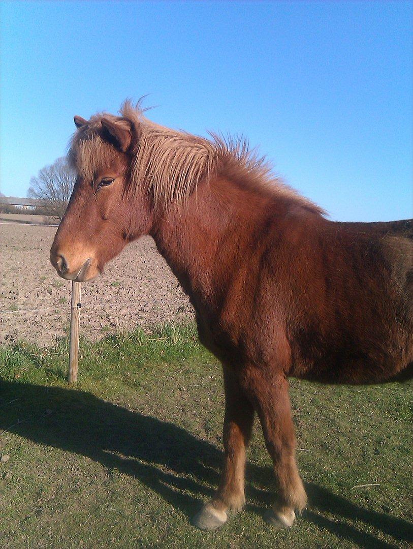 Islænder Fina fra Hjertehøj (Mors hest) billede 8
