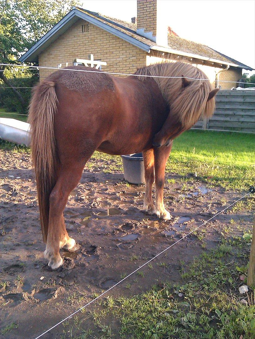 Islænder Fina fra Hjertehøj (Mors hest) billede 9