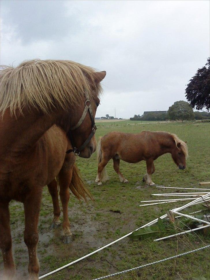 Islænder Fina fra Hjertehøj (Mors hest) billede 10