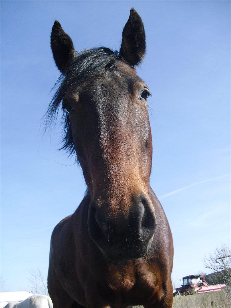 Anden særlig race Skovgaardens Nuqqie nudjive <3 - Billede 17. billede 17