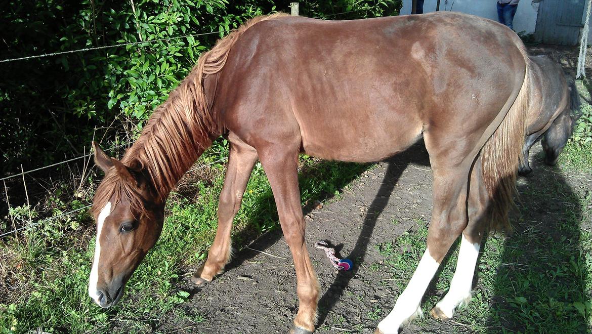 Tysk Sportspony Mindes Bafana billede 18