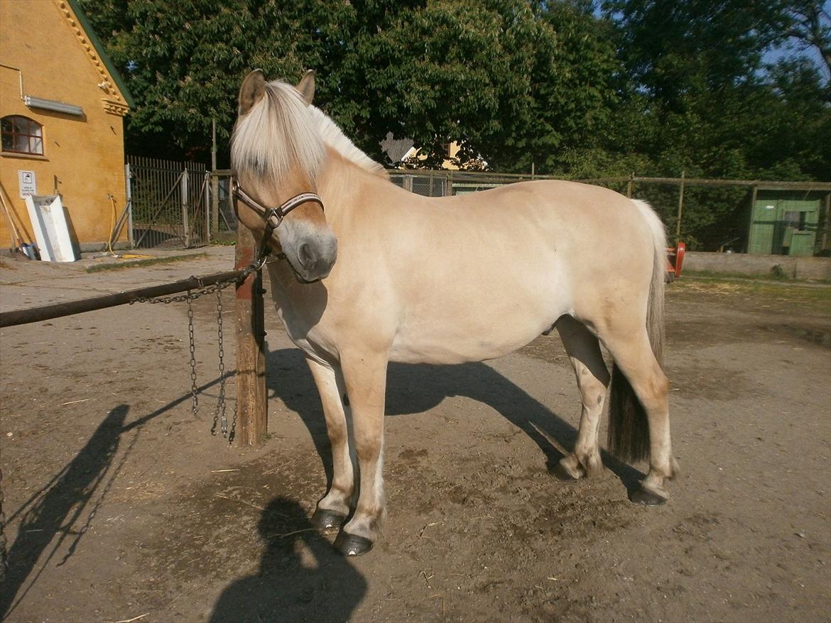 Fjordhest LOKE - klar til roskilde dyrskue 2012 ;)
Foto: Mig billede 9