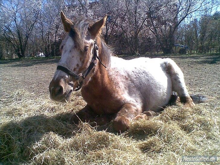 Knabstrupper Herkules - Mini bøf på folden hjemme hos Ida :) billede 2