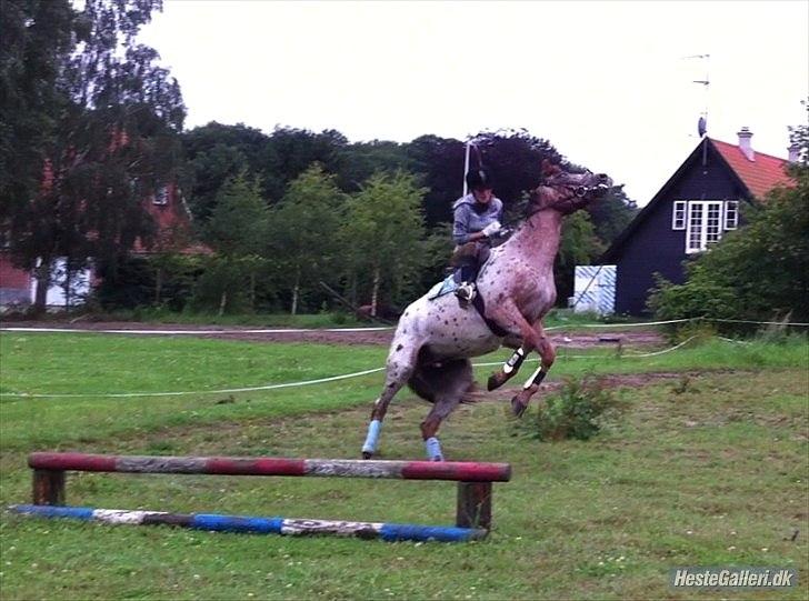 Knabstrupper Herkules - Det ik' for sjov han bliver kaldt bøf :P billede 20