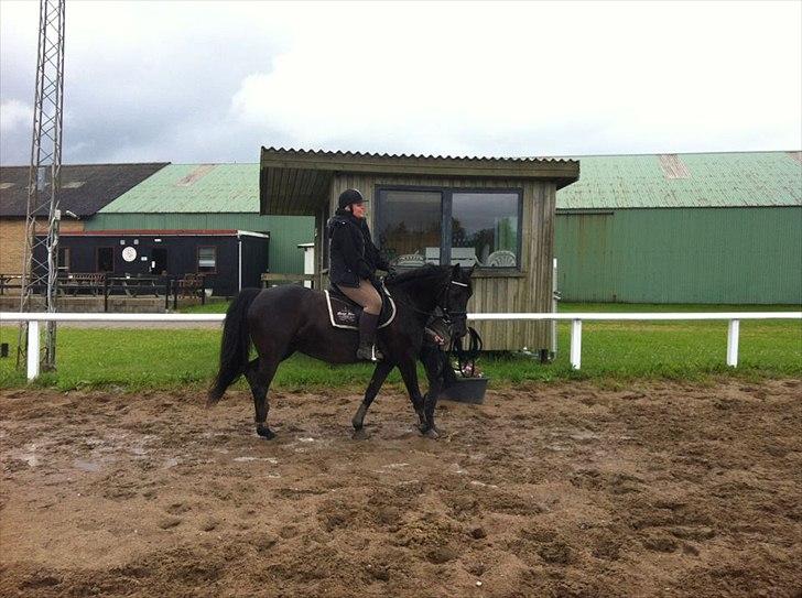 Knabstrupper Bendorff's Bella - Nu med rytter :) Jaaa :) billede 2