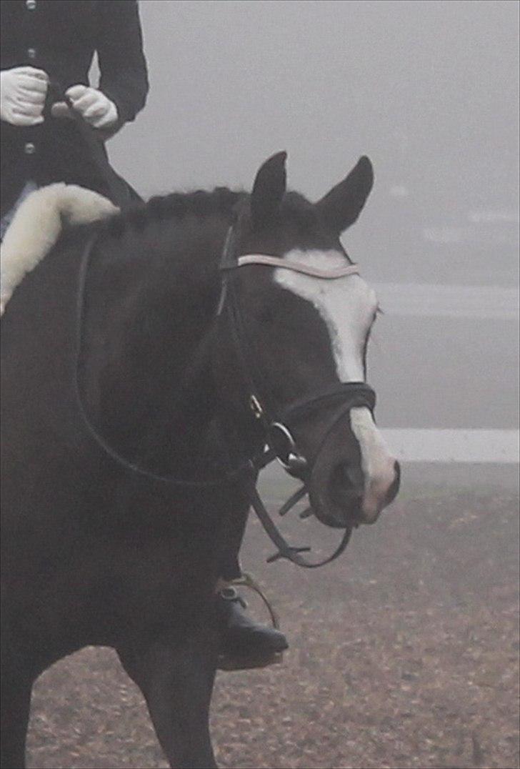 Welsh Partbred (Sec F) Hollywoods Bobby Brown billede 12